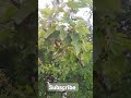 Bilionera