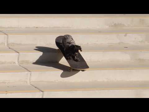 MURDY THE DAWG "BARK AND DESTROY"