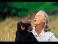 Jane Goodall Interview 2001