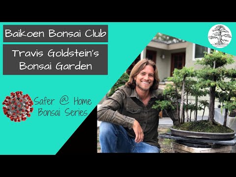 Travis Goldstein's Bonsai Garden - Baikoen Bonsai Club - Safer @ Home Bonsai Series