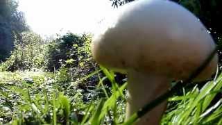 Big Sur Mushroom