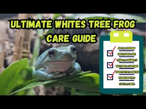 Ultimate Whites Tree Frog Care Guide