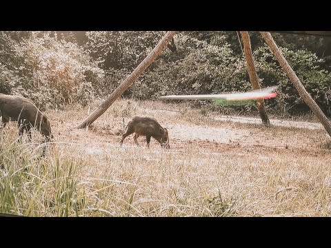 Bogenjagd auf tagaktives Schwarzwild. Welchen Bogen nutze ich dafür und warum?