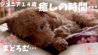 【老犬達との暮らし】ジュニアの体調と食欲…老犬さんはいろいろ心配です…　#老犬達との暮らし　#トイプードル 　#犬と猫のいる暮らし