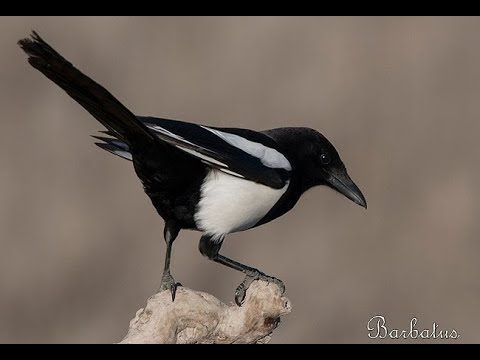 URRACA | MAGPIE | Pica pic