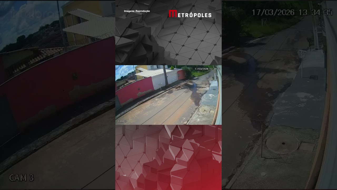 Onça-parda é flagrada pela terceira vez nos telhados de casas na Grande BH