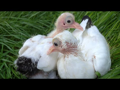 , title : 'Cum să avem mulți pui de la porumbei doar într-un singur sezon de reproducție'