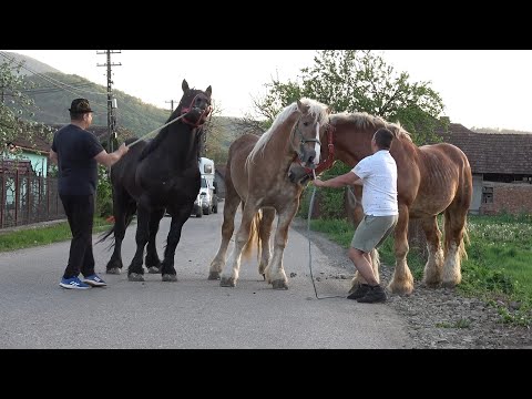 Armasarii lui Claudiu de la Tebea Hunedoara - 2024 Nou!!!