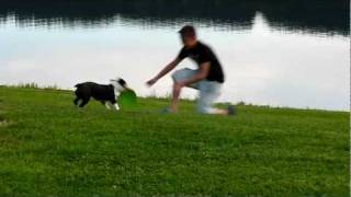 preview picture of video 'Boston terrier Whopper met frisbee.'
