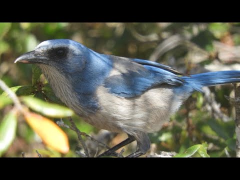 Kapuciarka modrohlavá (Aphelocoma coerulescens) — spev a hlas v prírode