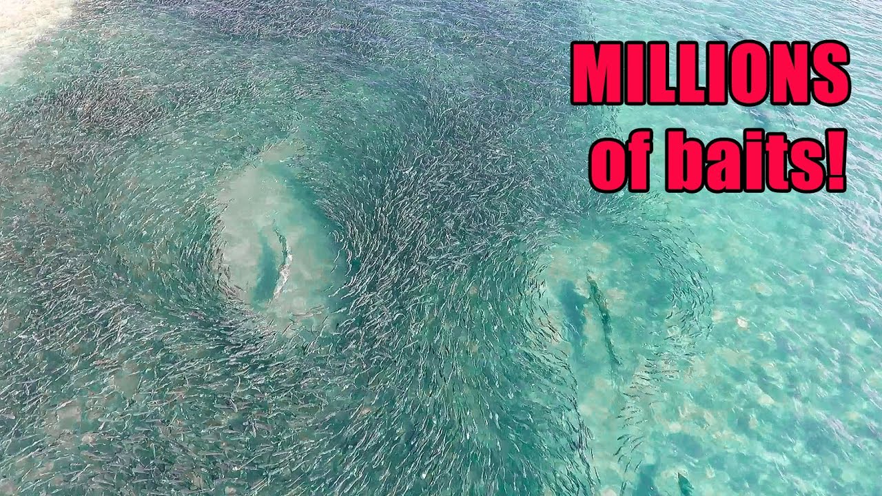 Florida MULLET RUN Migration Fishing! Baitfish EVERYWHERE! (Stuart Florida Fishing)