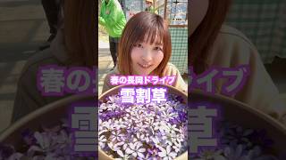雪割草×長岡グルメ スマホ片手にスタンプ旅