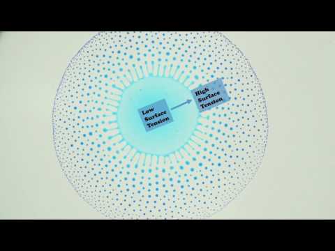 The Marangoni Effect