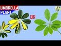 UMBRELLA TREE: SCHEFFLERA PLANT CARE TIPS AND PROPAGATION