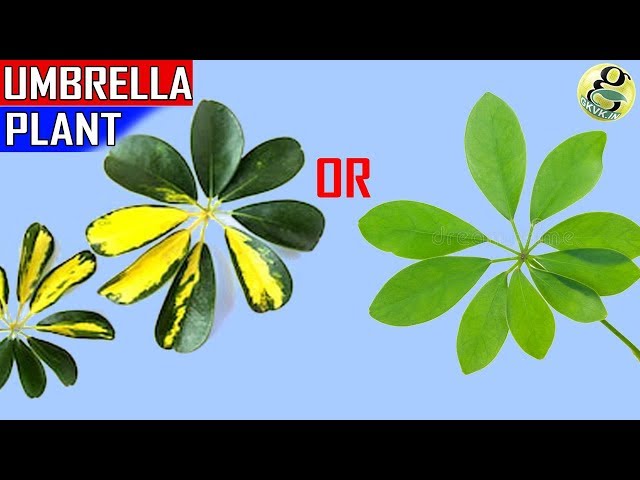 Video Pronunciation of Schefflera in English