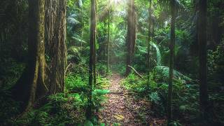 Amazon Rainforest Sounds  South America  Jungle so