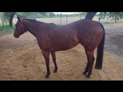 Princesa Mia vs Bg (Hipico los Compadres - Atahona - Tucumán