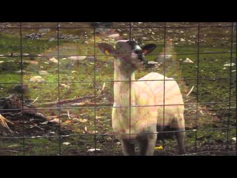 Underscores - Taiyaki (Aevi Remix) [Sheep Version]