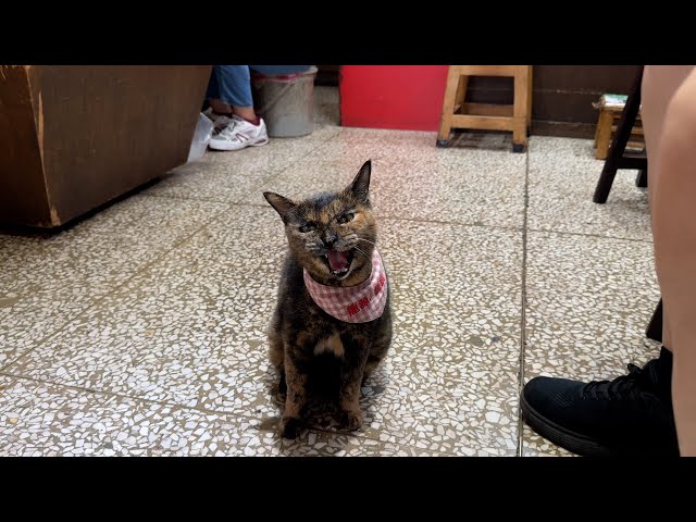 How Dadaocheng's shop cats are helping boost sales