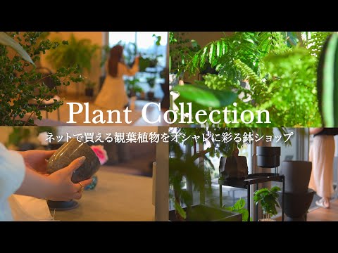 , title : '【PLANT TOUR】観葉植物をオシャレに彩る植物と鉢ショップ | 鉢カバー選びのポイントと購入品のご紹介 | 観葉植物のある暮らし | インテリアグリーン'