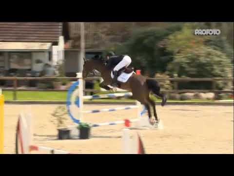 "Axor Mouche" - 9 j. Wallach v. Untouchable M x Verdi