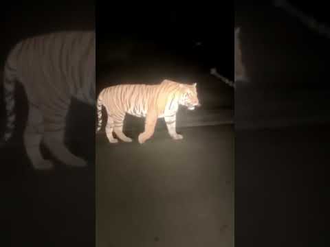 சாலையை கடக்கும் வேங்கை 🐯. Tiger road crossing
