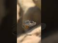 Peregrine Falcon In Flight From Recorded Speed To Super Slow Motion Falcons Peregrinefalcon
