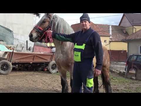 Caii lui Daria de la Huedin, Cluj - 2023 Nou!!!