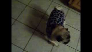 preview picture of video 'Baby the Pug Barking at the laundry basket'
