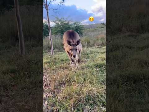 Elle attire les animaux grâce à sa voix comme blanche neige🤭#humour #chat #animaux #viral #pourtoi