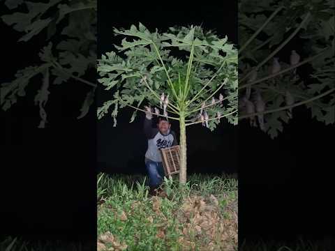 Why Are These Birds Not Flying? #shorts