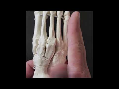 Ch. 6 Bones (The Foot)