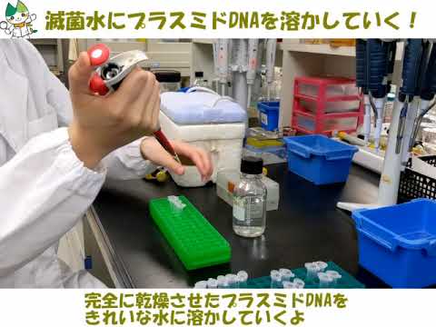 【山口大学HCD2020／農学部】遺伝子工学実験を覗いてみよう