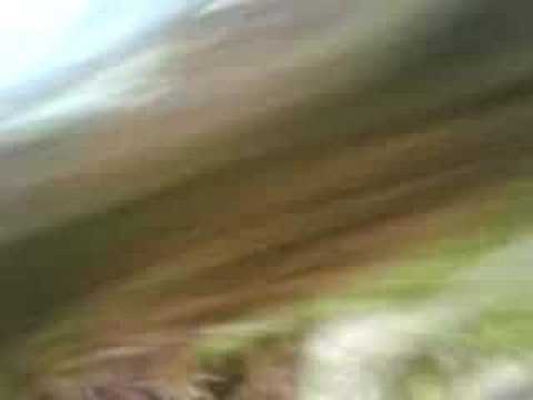 Osama Bin Catden (scary cat)