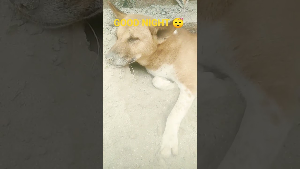 #dogs