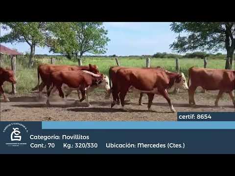 Lote Novillitos - Mercedes Corrientes