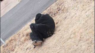 The Pack - Oh Go w/ Lyrics!