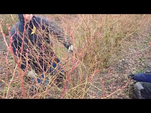 Driessen Blueberries BV -  gewassen snoeien