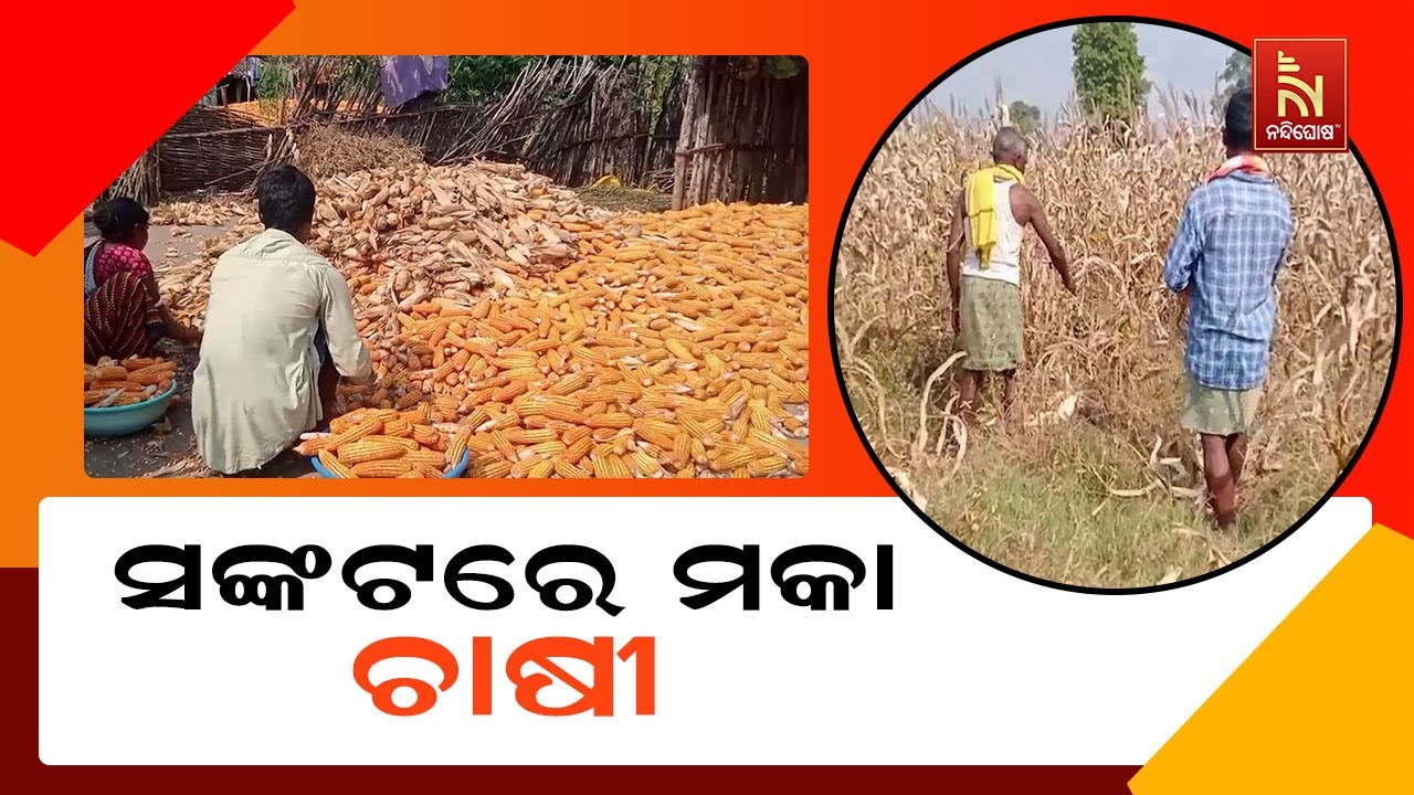 ସଙ୍କଟରେ ମକା ଚାଷୀ । ବିକ୍ରିବଟା ସମସ୍ୟାରୁ ଅଭାବୀ ବିକ୍ରିର 