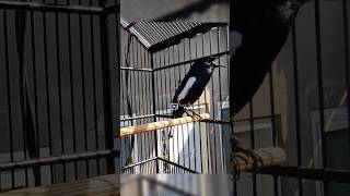 Download lagu Pancingan Suara Kacer Pagi Hari #suaraburungkacer #kacergacor #burungkacer #kacer mp3