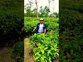 Deaparado Trending Dance Short Viral Rhythm Ghalib Shorts