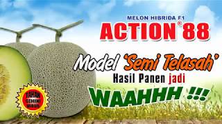 Download lagu BISI Sahabat Petani: Melon Action-88, Model Semi Telasah Hasil Panen Jadi Waah !!! mp3 Download lagu BISI Sahabat Petani: Melon Action-88, Model Semi Telasah Hasil Panen Jadi Waah !!! mp3