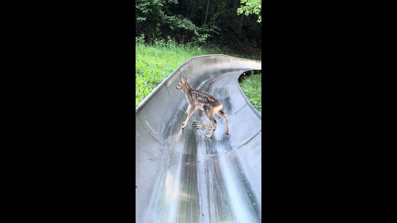 Young Deer Gets Stuck on on Bobsled Track || ViralHog