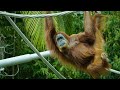 The Monkey King 3 Hindi Vs Wu Kong Hindi 2021 New Release Hindi Dubbed Movies