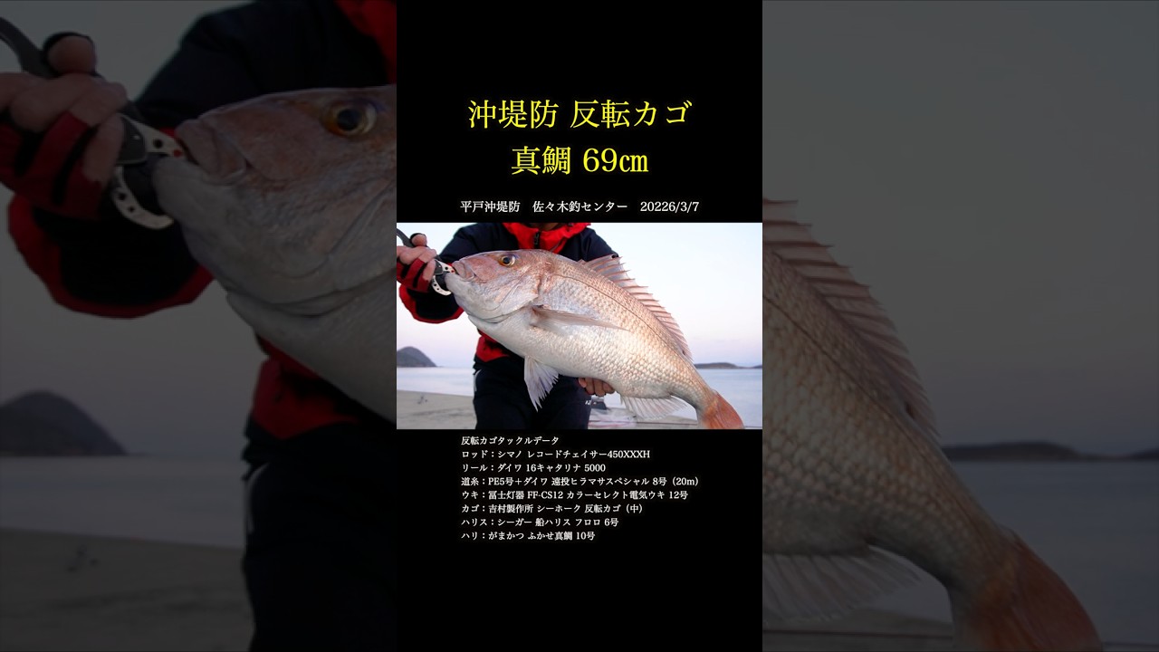 平戸沖堤防 反転カゴ 真鯛69㎝ #shorts