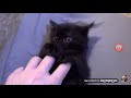 Cat Part 2 First Video Of Cole From Cole And Marmalade