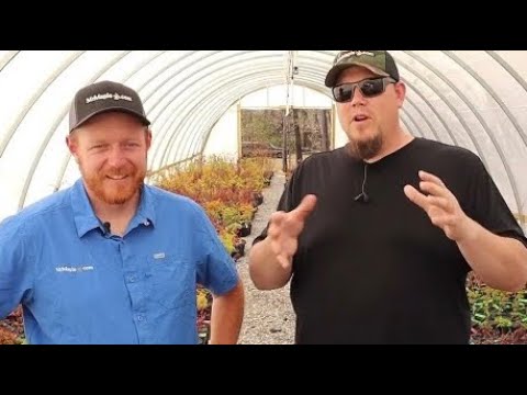 5 Tips On How To Become The Ultimate Japanese Maple Collector - JAPANESE MAPLES