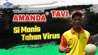 Download lagu BISI Sahabat Petani: #melon Amanda Tavi,  Si Manis Terbukti Hasilnya Memuaskan! mp3