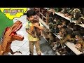 DINOSAUR TOYS Shopping In Toys R Us Mighty Megasaur Jurassic World Animal Planet Dinosaurs