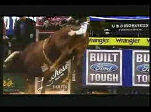 LITTLE YELLOW JACKET